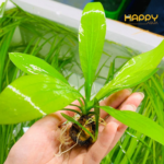 Thanh Đản Thanh Đản