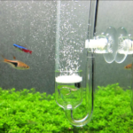Sủi khí CO2 thủy tinh dành cho bể Thủy sinh