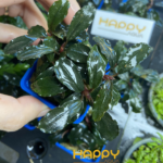 Beccep Chậu Beccep Chậu