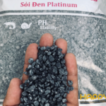 Sỏi Đen Platinum