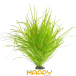 Cỏ Nhật Cỏ Nhật