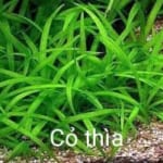 Cỏ Thìa