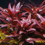 Đại Hồng Huyết Đại Hồng Huyết