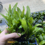 Dương Xỉ Java ( tròn )