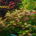 Diệp Tài Hồng Lá Táo