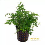 Dương Xỉ Châu Phi Mini