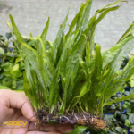 Dương Xỉ Lá Hẹp