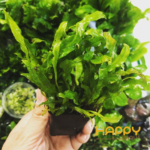 Dương Xỉ Mỹ Nhân