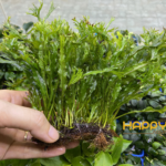 Dương Xỉ Sừng Hưu Dương Xỉ Sừng Hưu