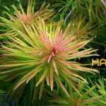 Hoàng Thái Dương