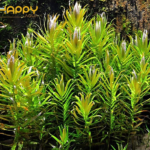 Hoàng Hồng Thảo ( lá cạn , bụi 10-15 cây )