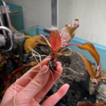 Hồng Đản Hồng Đản