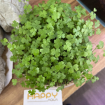 Rau Má Hương Rau Má Hương