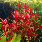 Huyết Tam Lan Huyết Tam Lan