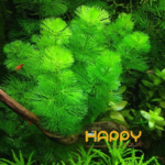 Rong La Hán Xanh (lá nước / bụi 10-14 cây)