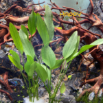 Lan Nước, Lưỡi Mác Lan Nước, Lưỡi Mác