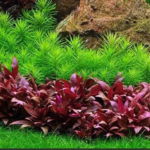 Huyết Tam Lan Mini