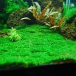 Rêu Mini Fiss (lá nước)