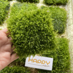 Rêu Mini Taiwan Rêu Mini Taiwan