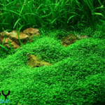 Cỏ Trân Châu Ngọc Trai