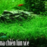 Cỏ Ngưu Ma Chiên Lùn Xoè Cỏ Ngưu Ma Chiên Lùn Xoè