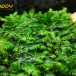 Rêu Phụng Đài Rêu Phụng Đài