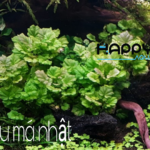 Rau Má Nhật Rau Má Nhật