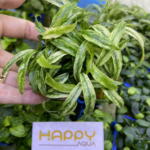 Ráy Lưỡi Hổ Mini