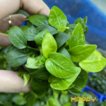 Ráy Lá Vàng Mini Ráy Lá Vàng Mini