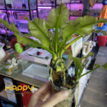 Súng Xanh To Súng Xanh To