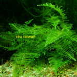 Rêu Taiwan