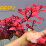 Tân Tế Tài Hồng