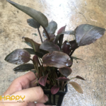 Tiêu Thảo Lagenda Red