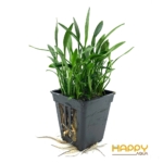 Tiêu Thảo Mũi Tên