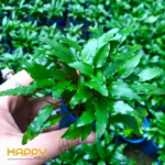 Tiêu Thảo Xanh Tiêu Thảo Xanh