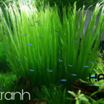 Cỏ Tranh Cỏ Tranh