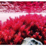 Vẩy Ốc Siêu Đỏ ( lá cạn – lá nước )