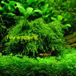 Rêu Wepping