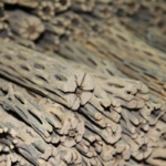 Lũa Cholla Cho Bể Tép